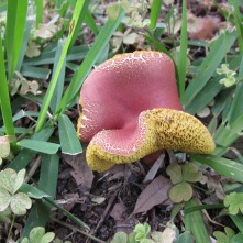 2012-04-14-backyard-mushroom-01.jpg